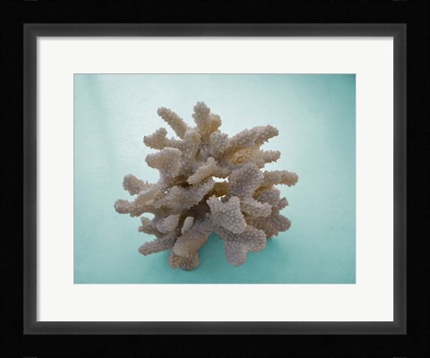 Framed Coral on Teal Print