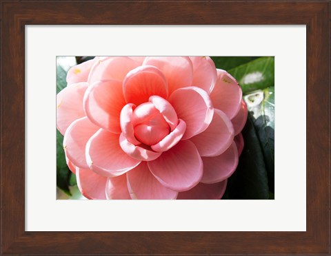 Framed Coral Bloom Print