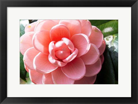 Framed Coral Bloom Print