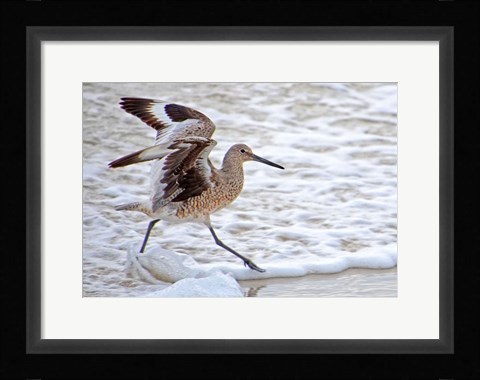 Framed Frolicking In Waves Print