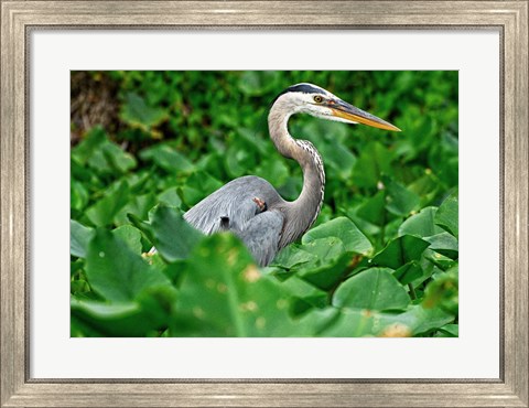 Framed On The Lookout Print