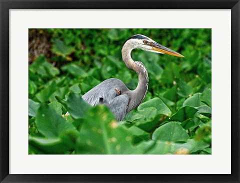Framed On The Lookout Print