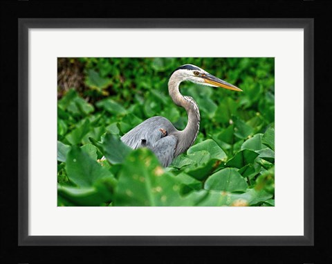 Framed On The Lookout Print
