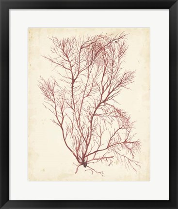 Framed Watercolor Sea Grass I Print