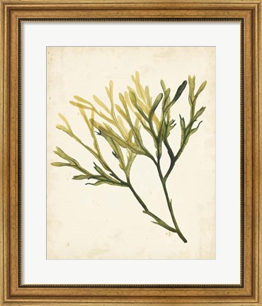 Framed Watercolor Sea Grass V Print