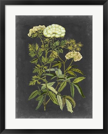 Framed Bookplate Floral I Print