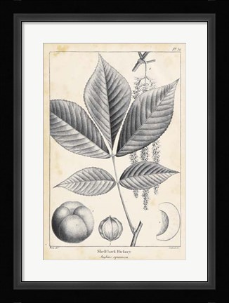 Framed Vintage Hickory Tree Print