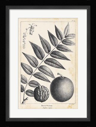 Framed Vintage Black Walnut Tree Print