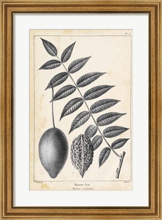 Framed Vintage Butternut Tree Print