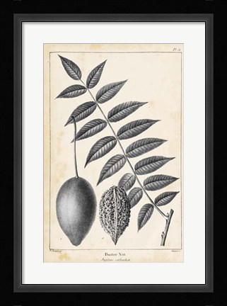 Framed Vintage Butternut Tree Print