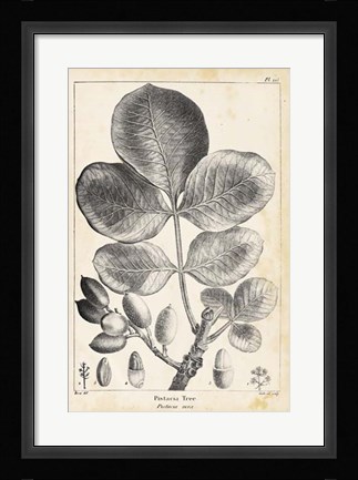 Framed Vintage Pistachio Tree Print