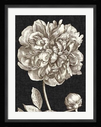 Framed Dramatic Peony I Print