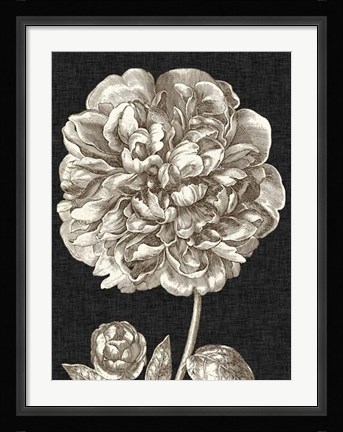 Framed Dramatic Peony II Print