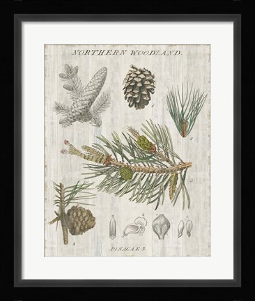 Framed Woodland Chart III Print