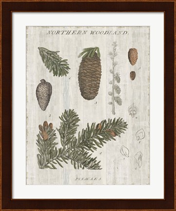 Framed Woodland Chart IV Print