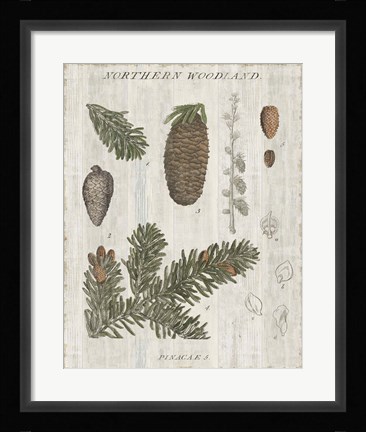 Framed Woodland Chart IV Print