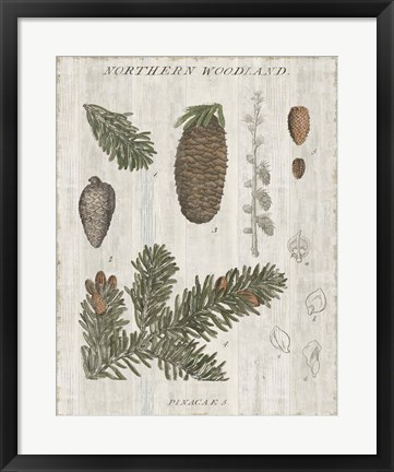 Framed Woodland Chart IV Print
