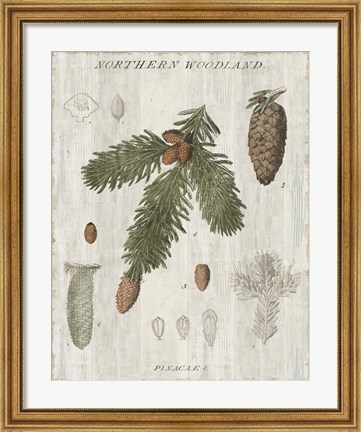 Framed Woodland Chart V Print