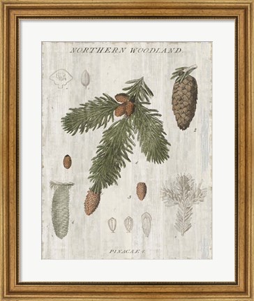 Framed Woodland Chart V Print
