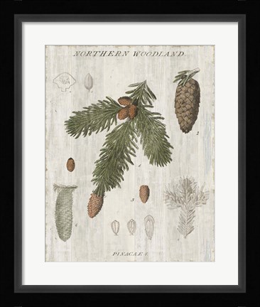 Framed Woodland Chart V Print