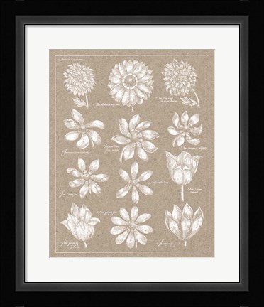Framed Anemone Plate II Print