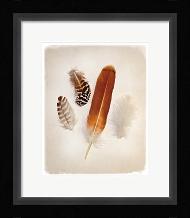 Framed Feather Group I Print