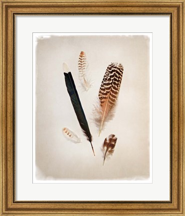 Framed Feather Group II Print