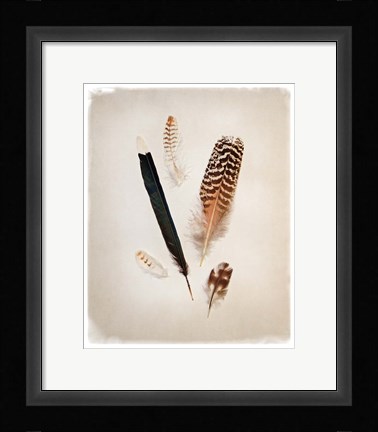 Framed Feather Group II Print