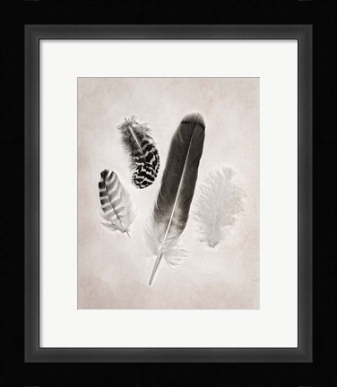 Framed Feather Group I BW Print