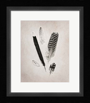 Framed Feather Group II BW Print