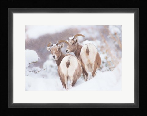 Framed Bighorns Two Print