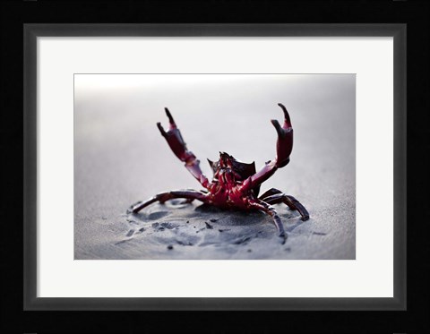Framed Claws Up Print