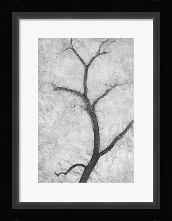 Framed Cottonwood Form Print