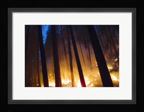 Framed Burning Forest Print