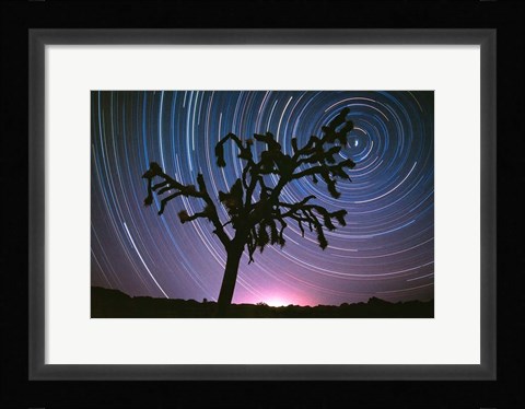 Framed Joshua Tree North Star Print