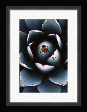 Framed Ladybugs Agave Print
