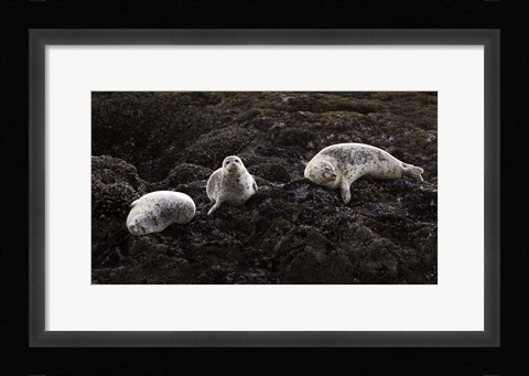 Framed Lounging Seals Print