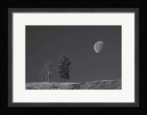 Framed Moon Trees Hill Print