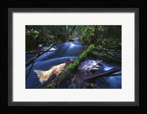 Framed Salmon Trapped Print