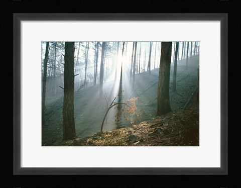 Framed Smoke Forest Print