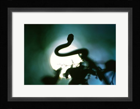 Framed Snake Sun Print