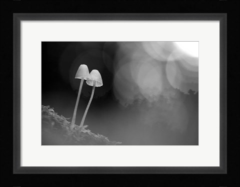 Framed Mushroom Tiny Print