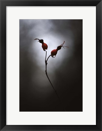 Framed Rose Hips Print