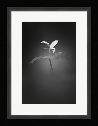 Framed Trillium Pastel 1 Print