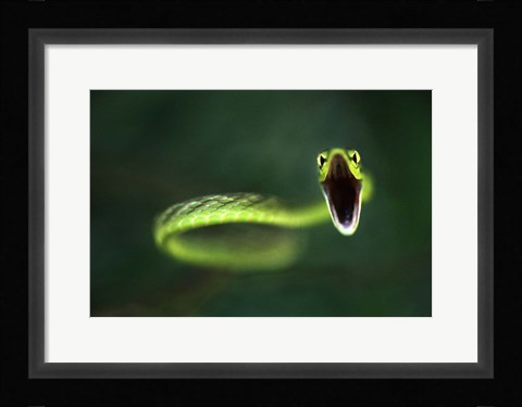 Framed Vine Snake Print