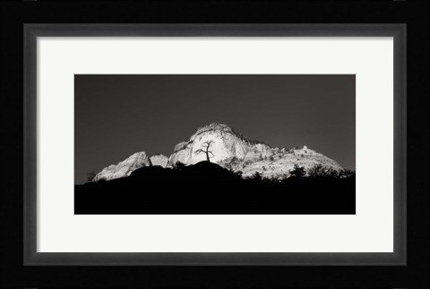 Framed Zion Tree Silhouette Print