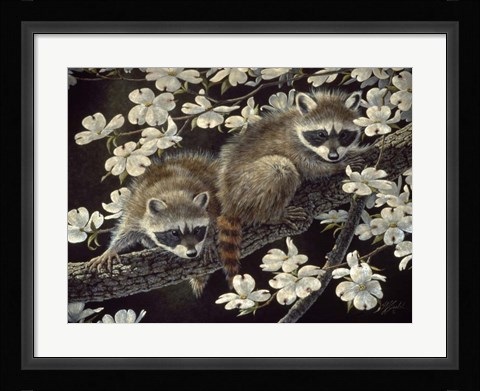 Framed Dogwood Hideout - Young Raccoons Print