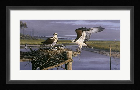Framed Chesapeake Treasurers - Osprey Print