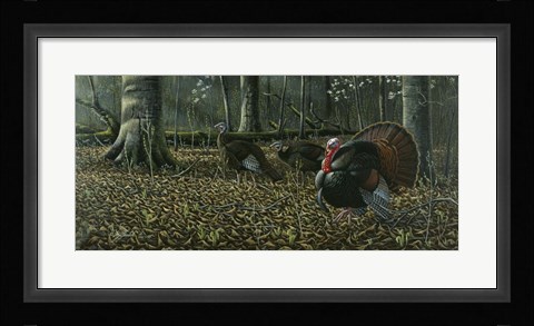 Framed Suitor - Wild Turkeys Print