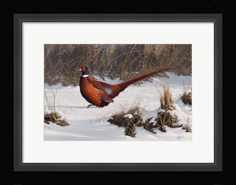 Framed Winter Walk Pheasant Print